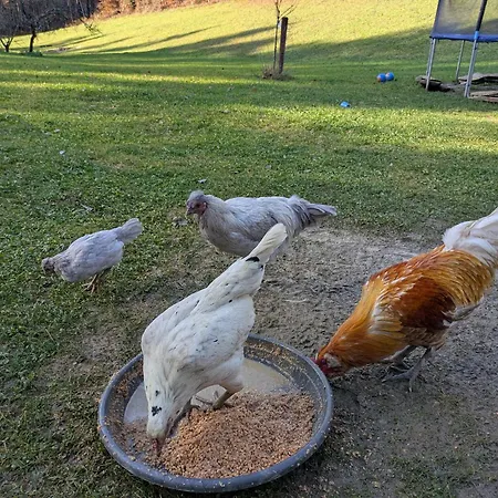 아파트 Fuer Tierversorger - Katzen, Schafe, Huehner Und Enten Fuettern Kniezenberg