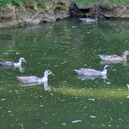 Fuer Tierversorger - Katzen, Schafe, Huehner Und Enten Fuettern Kniezenberg