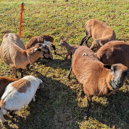 Apartamento Für Tierversorger - Katzen, Schafe, Hühner Und Enten Füttern Kniezenberg